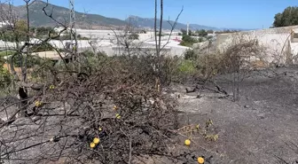 Anamur'da Zirai Alanda Çıkan Yangın Kontrol Altına Alındı