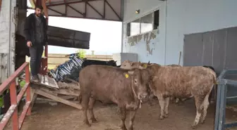 Kurban Bayramı için Muş'tan büyükbaş hayvan sevkiyatı başladı