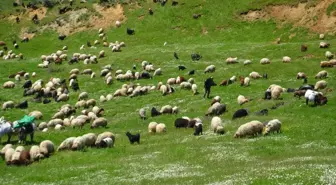 Göçerler Muş'ta Süt Sağımına Başladı