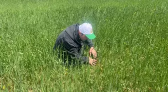 Altunhisar'da Süne ile Mücadele Çalışmaları Devam Ediyor