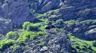 Hakkari'de Pancar Toplarken Düşen Yaşlı Adam Askeri Helikopterle Kurtarıldı