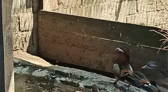 Sakarya'da Kaçak Yaban Hayvanı Operasyonu: 129 Hayvan Ele Geçirildi