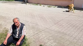 Burdur'da Sokak Köpeklerinin Saldırısına Uğrayan Yaşlı Adam Yaralandı