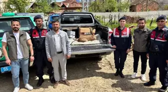 Yaralı Karaca, Asarcık'ta Tedavi Altına Alındı