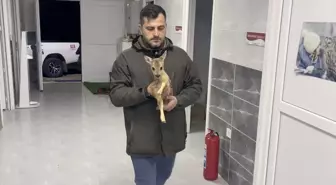 Sinop'ta Yavru Karaca Koruma Altına Alındı