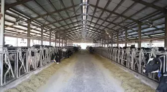 Lüleburgaz'daki Süt İşletmesi Güneş Enerjisi ile Tasarruf Sağlıyor