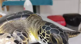 Muğla'da 50 Deniz Kaplumbağası Doğaya Salınacak