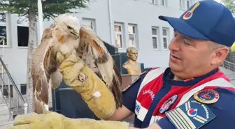 Yaralı Şahin Tedavi Altına Alındı