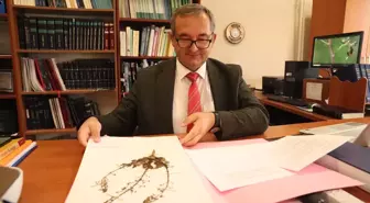 Sıraca Otu Üzerinde Kimyasal Savunma Araştırması Başlatıldı