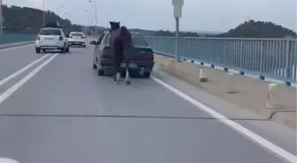 Adana'da Atı Otomobile Bağlayarak Eziyet Eden Sürücüler Tutuklandı