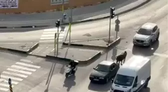 Adana'da Atı Aracın Arkasına Bağlayan Sürücüye Cezai İşlem