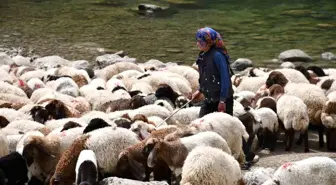 Zorlu Göç Yolculuğu: Rozerin Yıldız'ın Hayali