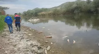 Kızılırmak Nehri'nde Elektrik Şoklamasıyla Balık Ölümleri Yaşandı