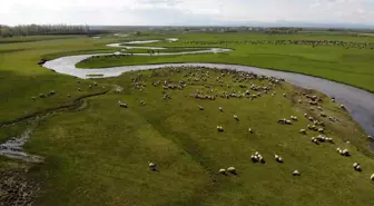 Kars Meraları Baharla Canlanıyor