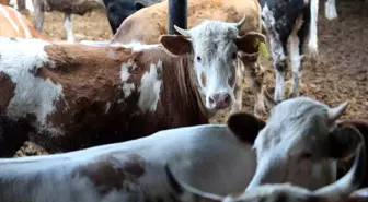 Kurban Bayramı Öncesi Büyükbaş Hayvanlara İlgi Arttı