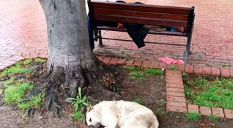 Sadık Köpek, Uykudaki Adamı Korudu