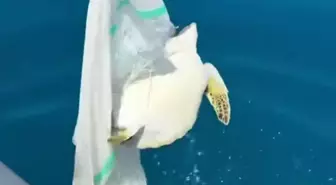 Amatör Balıkçılar Yavru Deniz Kaplumbağasını Kurtardı