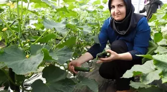Yavuzeli'de Kadınlar Seracılıkla Güçleniyor