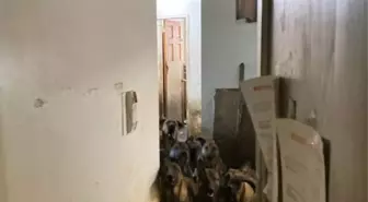 New York'ta Tahliye Edilen Dairede 48 Köpek Bulundu