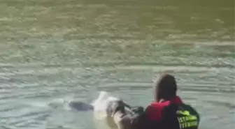 Bakırköy'de Mahsur Kalan Martı İtfaiye Ekiplerince Kurtarıldı