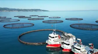 Doğu Karadeniz'de Somon Hasadı Başladı