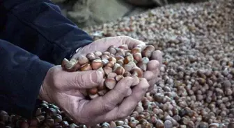 Fındık Rekolte Tahmini Piyasayı Sarsıyor