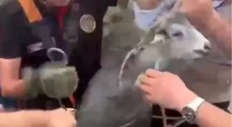 Kahramanmaraş'ta Drenaj Kuyusuna Düşen Keçi İtfaiye Tarafından Kurtarıldı