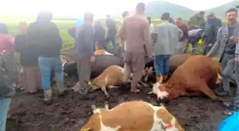 Kars'ta Yıldırım Büyükbaş Hayvan Sürüsüne İnsanı Halak Etti