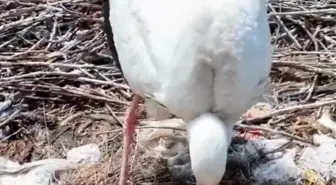 Kilimli Köyü'ndeki Leylekler Anneler Günü'nde Anne Oldu