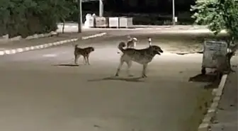 Malkara OSB'de Sokak Köpekleri Endişe Yarattı