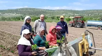 CHP Selendi İlçe Başkanları Anneler Günü'nde Tarlada Çalışan Kadınları Ziyaret Etti