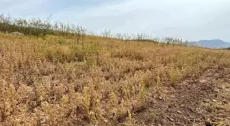 Siirt'te Yılın İlk Mercimek Hasadı Yapıldı
