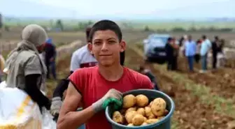 Adana'da Erkenci Patates Hasadı Başladı, Fiyatlar Düşüyor
