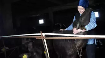 Bayburtlu Girişimci Kadın, Manda Çiftliği Kurdu