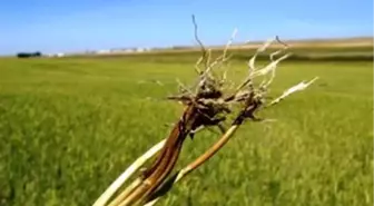 Buğday Üretiminde Kök ve Kökboğazı Çürüklüğü Uyarısı