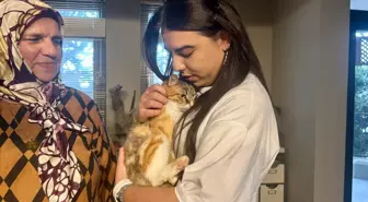 Depremzede Kedi Defne, Yeni Yuvasına Kavuştu
