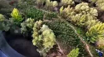 Diyarbakır'da Narko-Terör Operasyonu: 1,4 Milyon Kök Kenevir Ele Geçirildi