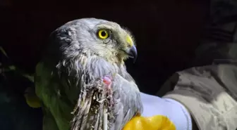 Yaralı Bozkır Delicesi Samandağ'da Bulundu