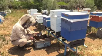 Osmaniye'de Arıcılar, Yüksek Teknolojili Arı Kantarı ile İklim Değişikliği ile Mücadele Ediyor