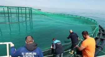 Trabzon'da Türk Somonu Stok Denetimi Yapıldı