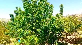 Malatya'da Zirai Don Kiraz Üretimini Vurdu, Yaprak Üretimi Umut Oldu