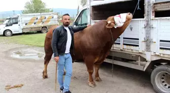 Çorum'da 1 Ton 150 Kilogram Ağırlığında 'Paşa' Kurbanlık 380 Bin TL'ye Satışta