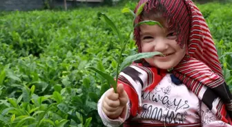 Rize'de Yaş Çay Tabana Fiyatı Tartışma Yarattı