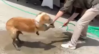 Betona Sıkışan Sokak Köpeği, Esnafın Yardımıyla Kurtarıldı