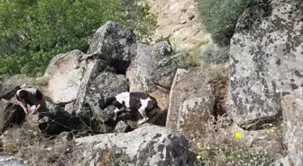 Kaybolan İki Büyükbaş Hayvan Drone ile Bulundu