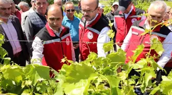 Manisa'da zirai donun yaraları sarılıyor