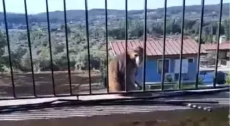 Muğla'da Sokakta Dolaşan Maymun Alarm Yarattı
