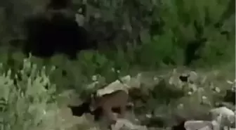 Sakarya'da 4 Bozayı Görüntülendi