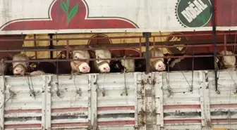 Kurban Bayramı Öncesi Hayvan Nakil Araçları Denetleniyor