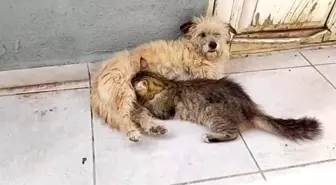 Çanakkale'de Tarçın isimli köpek, annesiz kalan yavru kediye annelik yapıyor